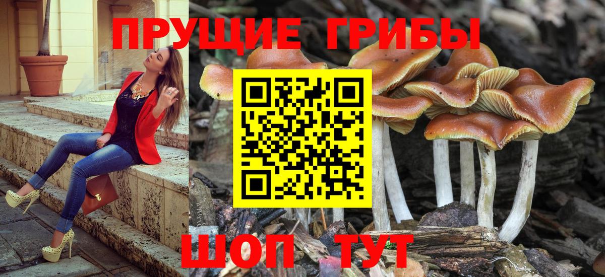 Псилоцибиновые грибы Psilocybine cubensis  Вход с VPN  Кстово  Галлюциногенные грибы GOLDEN TEACHER 